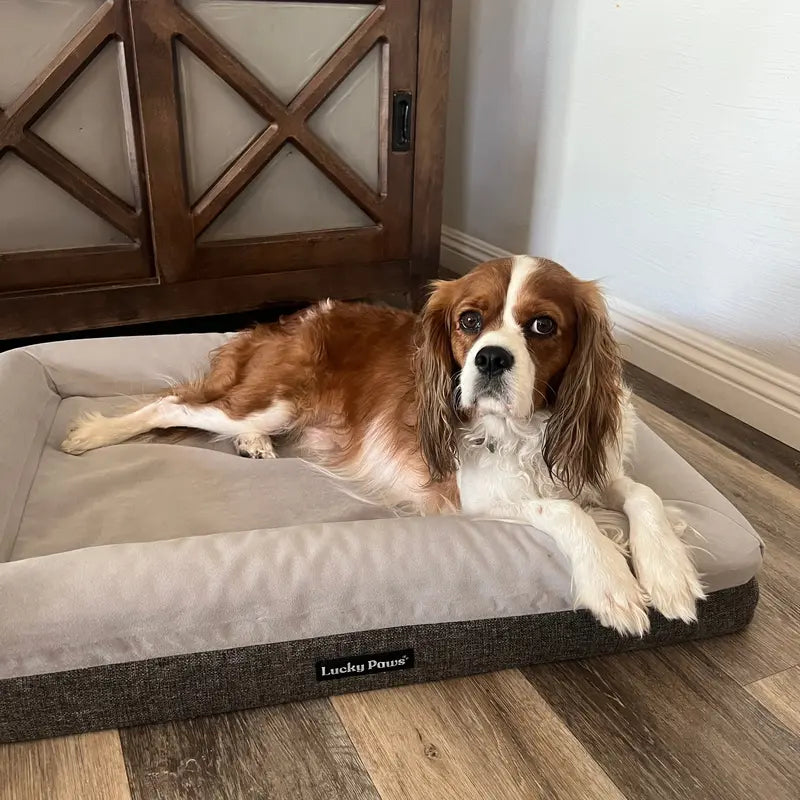 Lucky Paws Orthopedic Memory Foam Bed for Dogs with Arthritis or Health Issues, Size Large