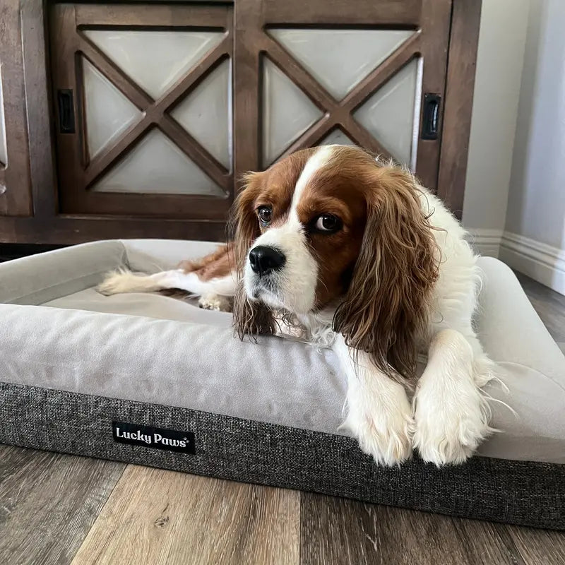 Lucky Paws Orthopedic Memory Foam Bed for Dogs with Arthritis or Health Issues, Size Large